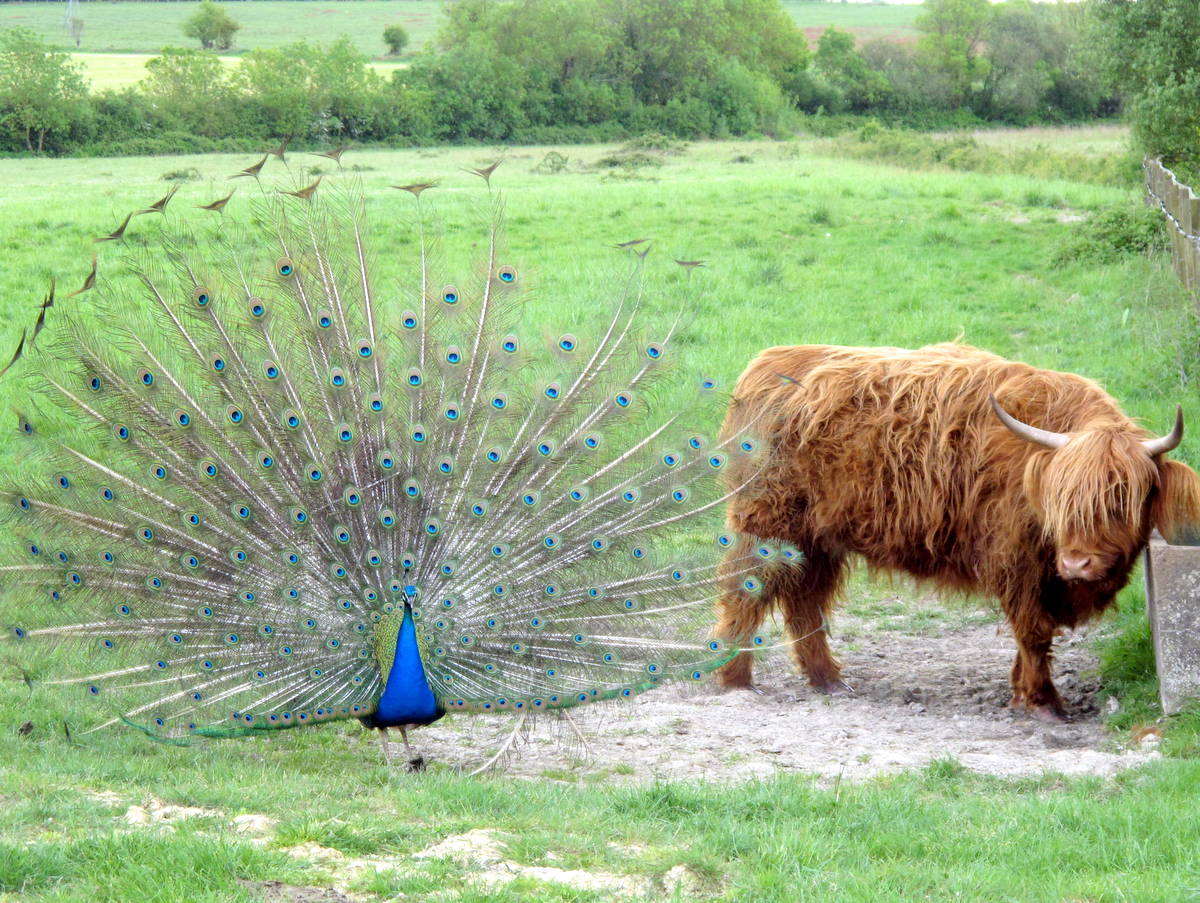Le paon, tentant de séduire Babette / The peacock trying to seduce Babette