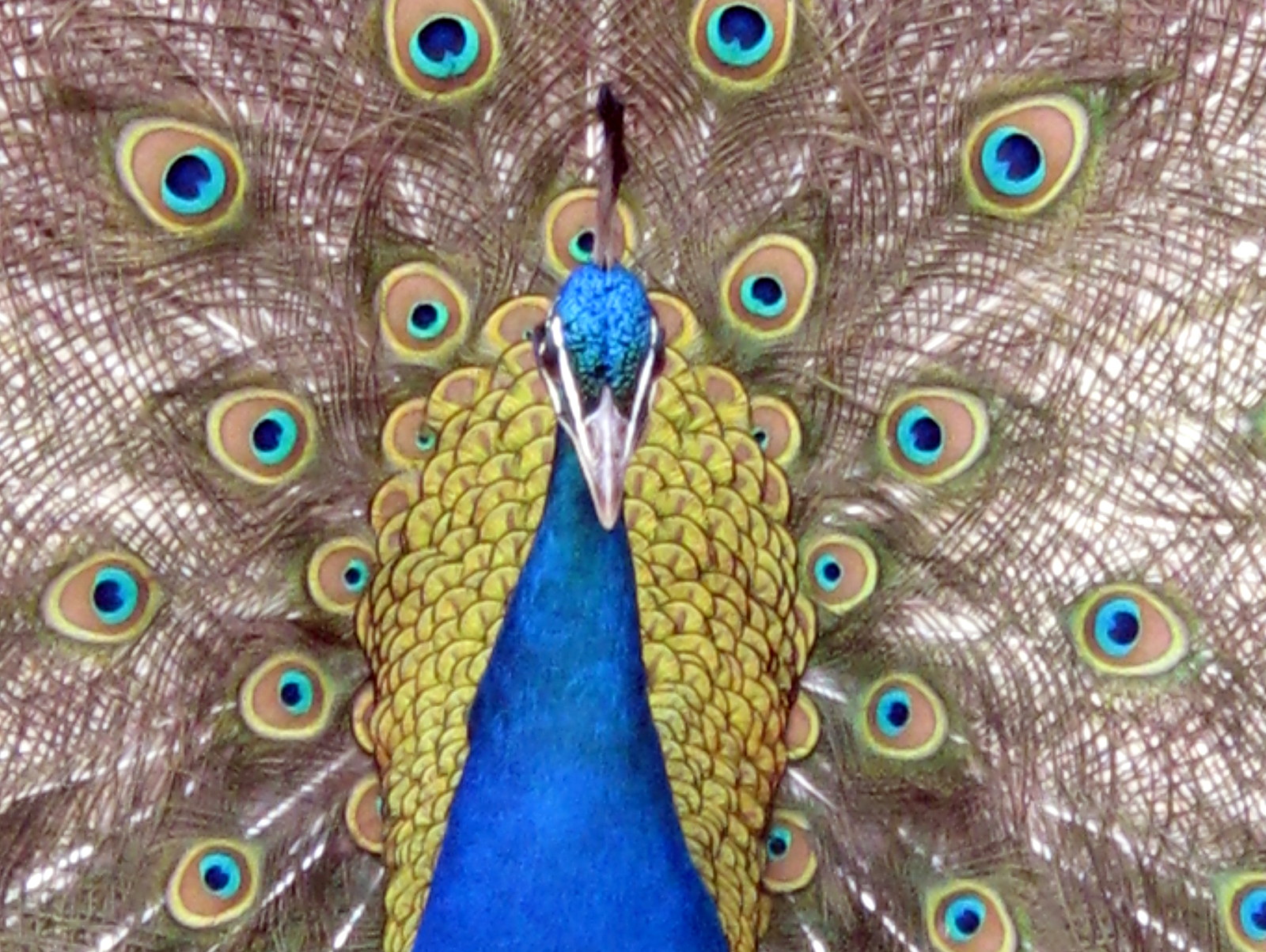 Un des paons / One of the peacocks