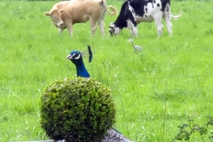 Un des paons / One of the peacocks