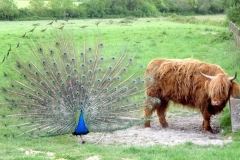 Le paon, tentant de séduire Babette / The peacock trying to seduce Babette