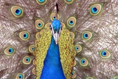 Un des paons / One of the peacocks