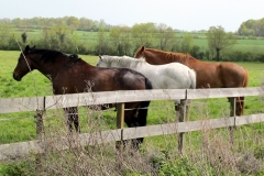 Les chevaux / Horses