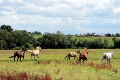 Les chevaux / Horses