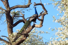 Un des paons / One of the peacocks