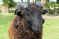 Mouton Ouessant / Miniature sheep