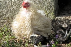 Plusieurs variétés de volailles / Different kind of fowls