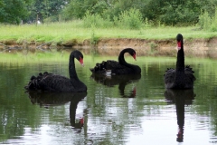 Les cygnes noirs /the black swans