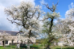 Les poiriers centenaires